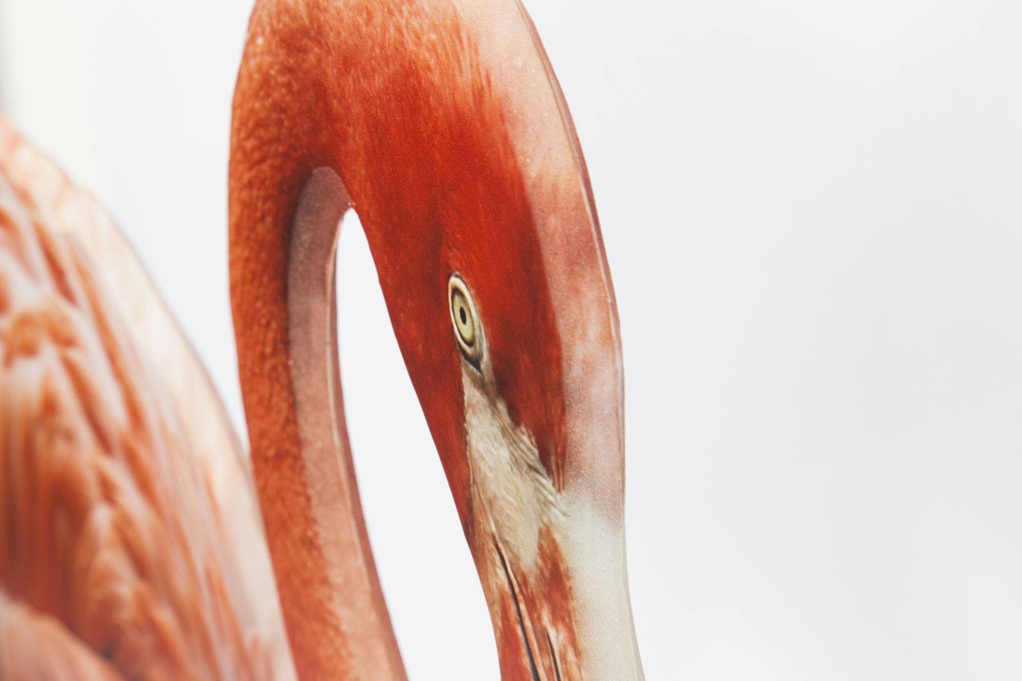 Flamingo detail © swissQprint 