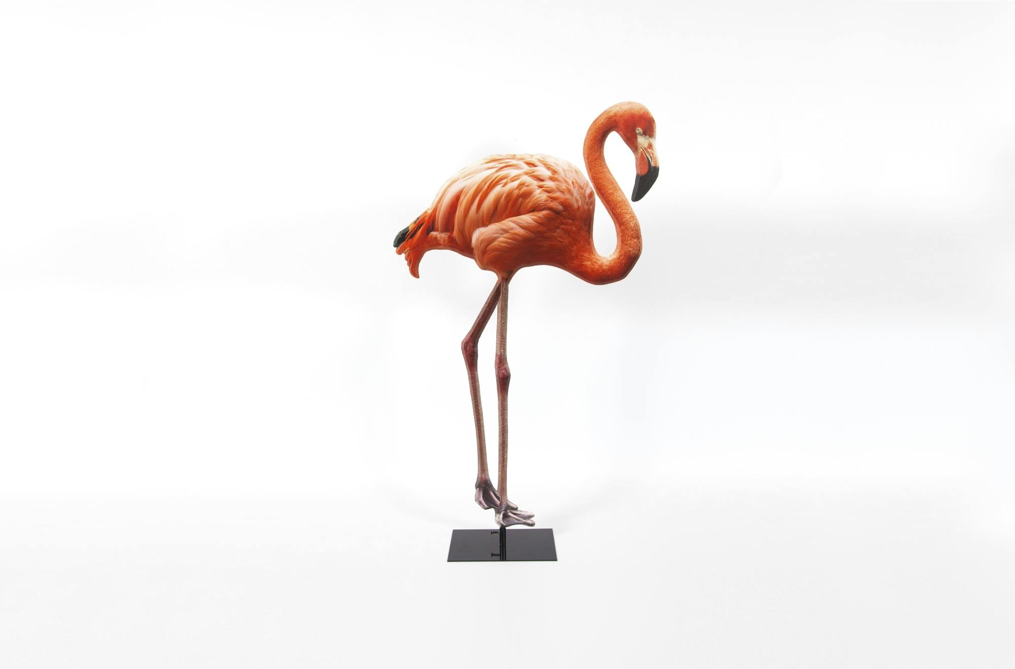 Flamingo © swissQprint 
